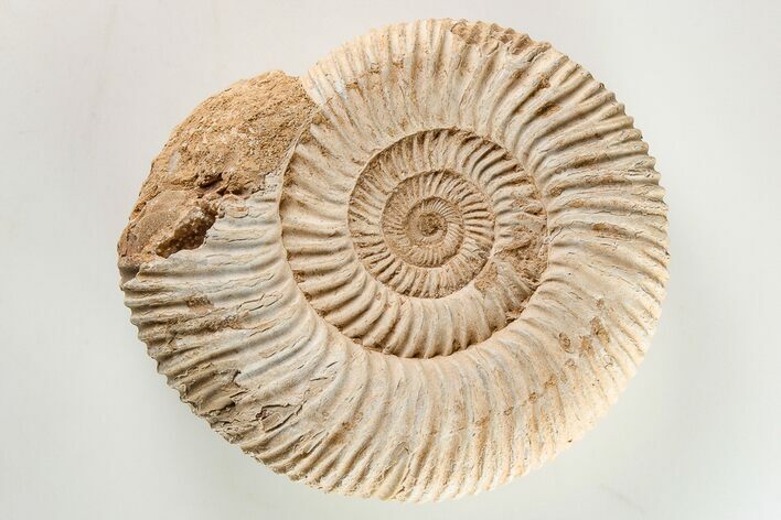 Jurassic Ammonite (Perisphinctes) Fossil - Madagascar #203944
